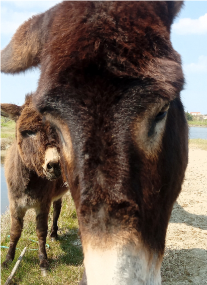 Regard